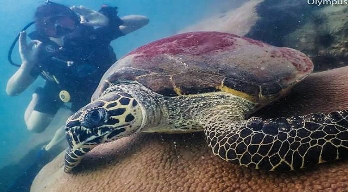 DAY/WEEKEND DIVING IN PATTAYA