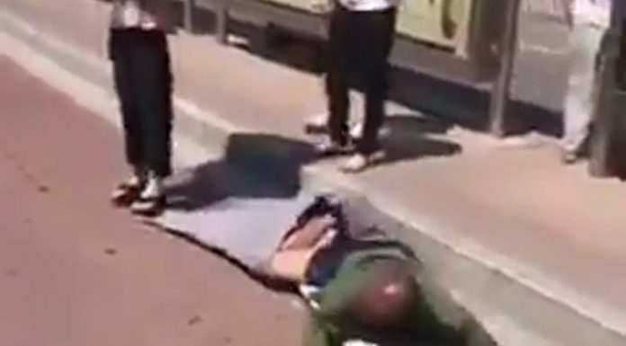 THE SLUG’S CHINESE COUSIN