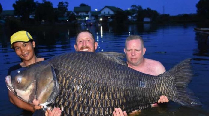 BRITISH ANGLER CATCHES WORLDS BIGGEST CARP IN THAILAND