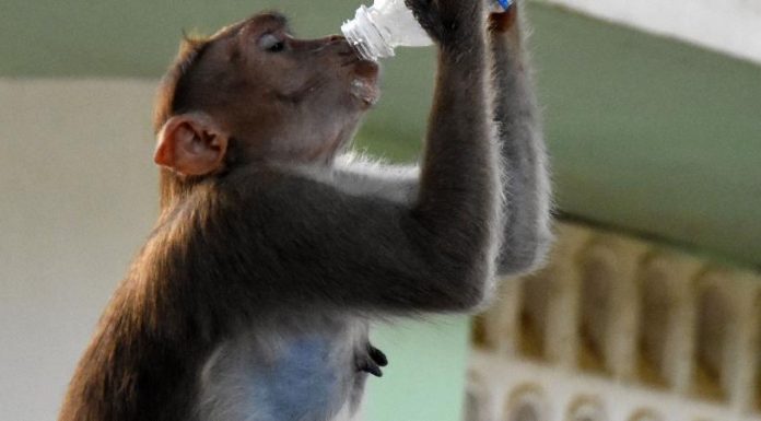 Booze-fueled monkey goes crazy, killing one man and injuring 250 others