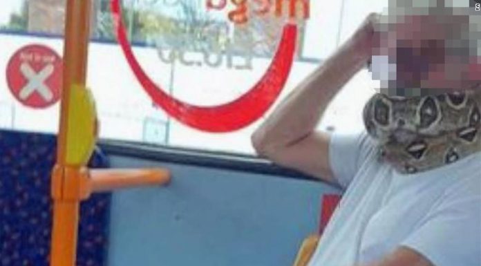 Bus passenger uses live snake as a face mask