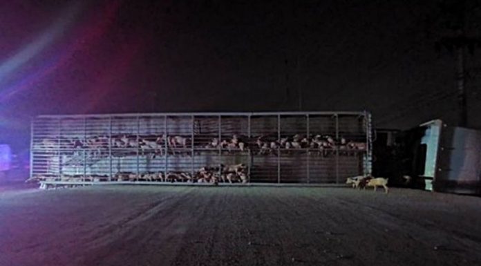 These little piggies didn’t get to the market!