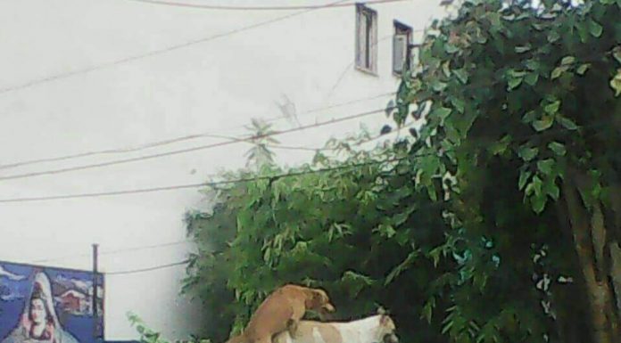 Not my idea of dogging!