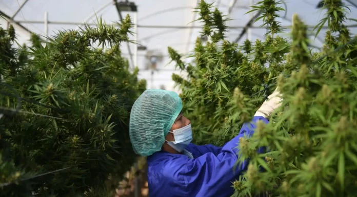 Thailand dreams of high-end cannabis tourism after marijuana is legalised