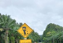 Beware, monkey throwing rocks!