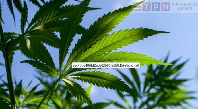 Thai Public Health Department and Police Warn Cannabis Users Against Recreational Use