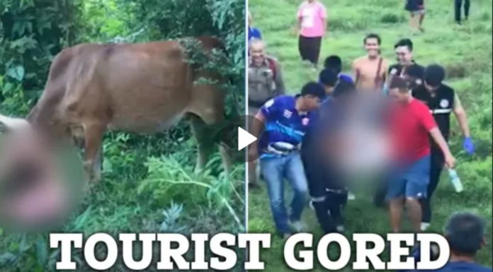 DAISY’S REVENGE Shocking vid shows naked tourist ‘who tried to rape a cow’ get GORED by beast before he’s arrested in Thailand